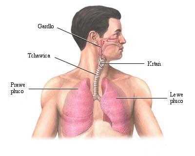 2. Układ oddechowy człowieka Przedmiotem badań w niniejszej pracy jest metoda pomiarowa stosowana w diagnostyce układu oddechowego człowieka.