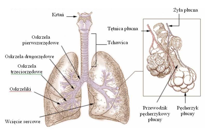 W organizmie człowieka płuca są parzystym narządem położonym w klatce piersiowej w tzw. jamach opłucnowo-płucnych. Szczyt płuca leży w obrębie szyi.