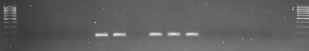 D) Rys. 1. Reakcja multiplex PCR z zastosowaniem specyficznych starterów forward oraz uniwersalnego startera reverse: A) startery specyficzne dla B. xylophilus; B) startery specyficzne dla B.