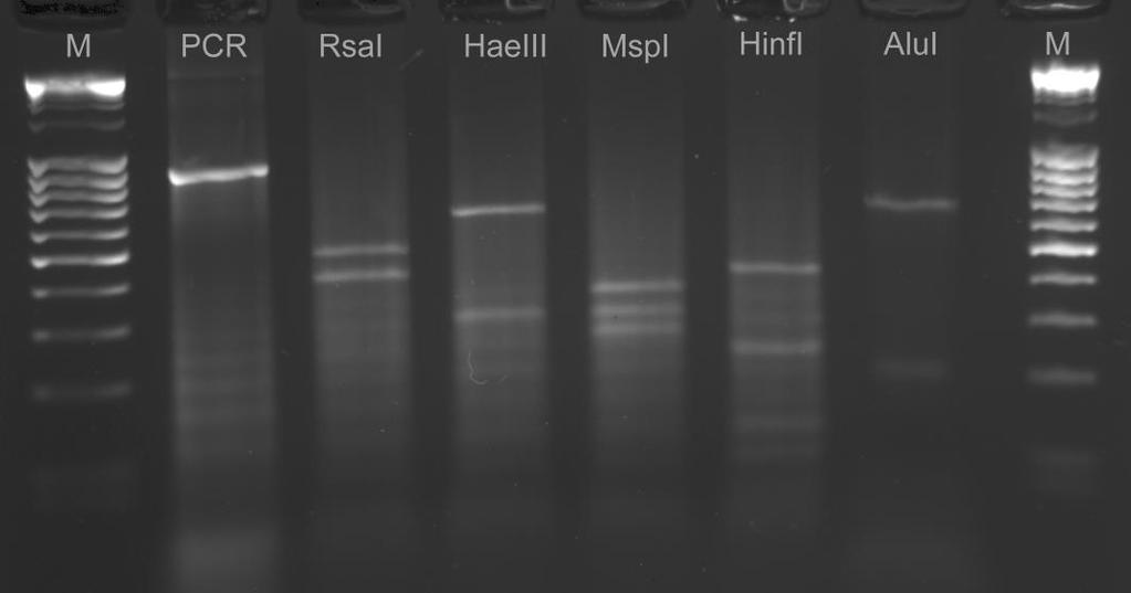 wykrywanie nicieni B. xylophilus, B. mucronatus oraz B. fraudulentus w przypadku bardzo małych ilości prób tych nicieni dających niejednoznaczne rezultaty w reakcji multiplex PCR. B.2.