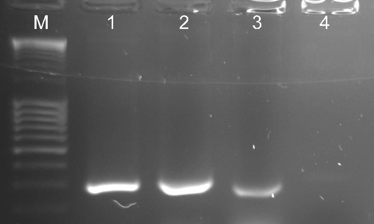 Rys. 6. Rozdział elektroforetyczny produktów reakcji PCR: M marker DNA (MassRuler, Fermentas), 1 kontrola pozytywna: DNA B. mucronatus (izolat Wro-01); 2 DNA nicieni wyizolowane z M.