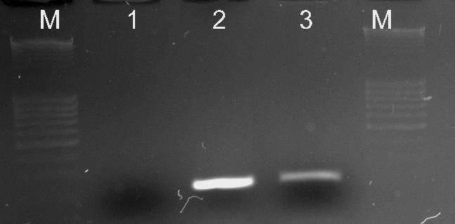 W celu potwierdzenia uzyskiwanych wyników, stosowano technikę PCR z użyciem specyficznych starterów (MF/MR), które powodowały otrzymywanie na żelu agarozowym produktów o wielkości 210 pz (produkty