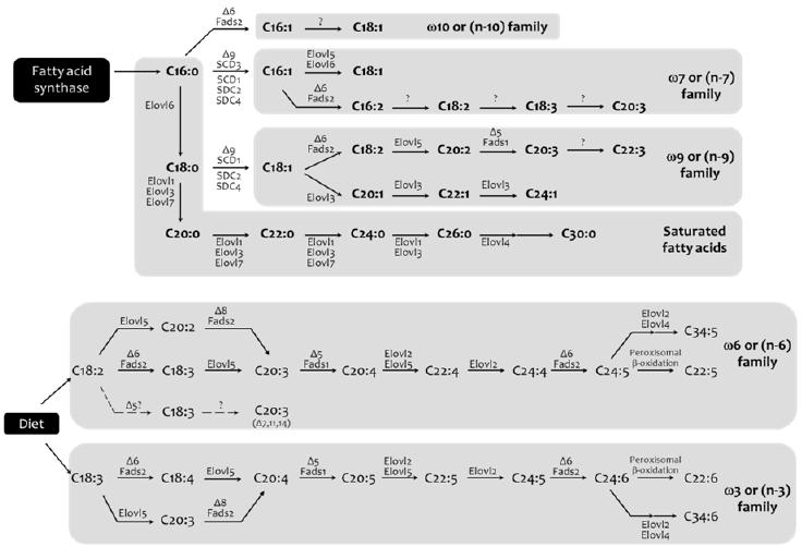 Rodzina 1 lub (n-1) Syntaza kwasów tłuszczowych Rodzina 7 lub (n-7) Rodzina 9