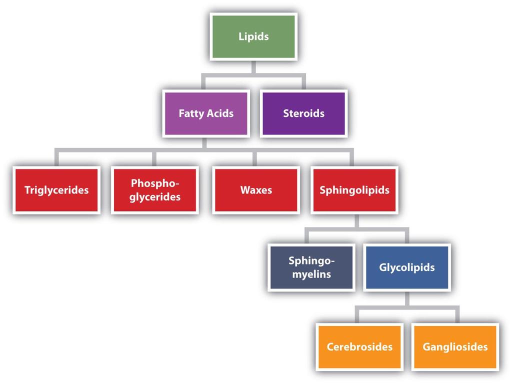 Strukturalna różnorodność lipidów Lipidy