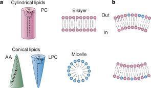 Fosfolipidy / zawartość kwasów tłuszczowych / Phospholipid a właściwości shape błony komórkowej and membranes a lipidy cylindryczne PC dwuwarstwa zew. b wew.