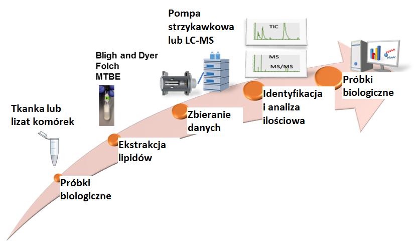 Procedura analityczna w lipidomice Lipidomika w