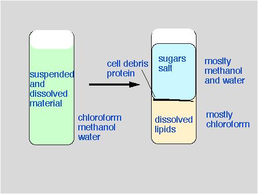 Ekstrakcja lipidów Ekstrakcja chemiczna przy wykorzystaniu rozpuszczalników organicznych: Metoda Folcha (CHCl 3 :CH 3 H 2:1) Metoda Bligh i Dyer (CHCl 3 :CH 3 H