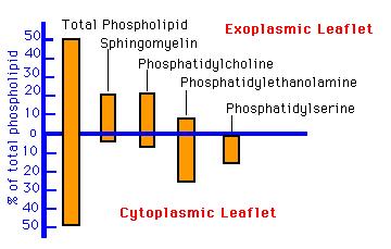 % wszystkich fosfolipidów Lipidy błona komórkowa Asymetria błony komórkowej Fosfolipidy (75%) Glikolipidy (5%) PŁYN PZAKMÓRKWY wszystkie