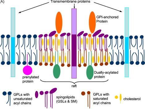 Cholesterol (5%) Białko integralne Białko powierzchniowe CYTPLAZMA warstwa wewnątrzplazmatyczna Struktura błony tratwy lipidowe Białka