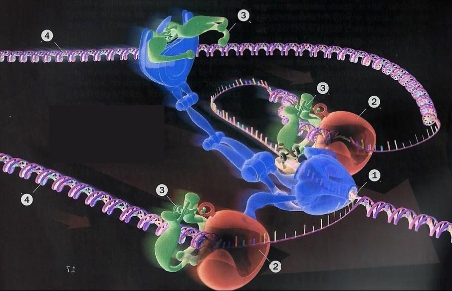 PONIYŻEJ NA ILUSTRACJACH WYSOCE UPROSZCZONE MODELE KOMPLEKSU REPLIKACYJNEGO DNA. 1)1) Helikaza, enzym służący komórkom do rozplatania podwójnej helisy DNA.