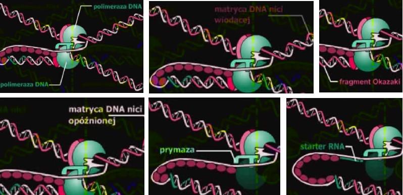 Ewolucjonista i zwolennik SAMOdziejstwa chciał niejako wyrwać z kontekstu całej tej maszynerii enzym prymazę i przekształcając ten enzym w polimerazę DNA dowodzić, że to ona mogła być zasadniczym