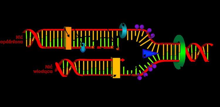 Wszystkie enzymy biorące udział w replikacji DNA (zaznaczone na powyższym schemacie uproszczonymi symbolami w postaci figur geometrycznych), to wyrafinowane maszyny molekularne.