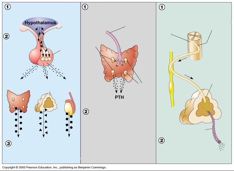 stymulują przysadkę, która wydziela hormony, które Hormonalna Humoralna Nerwowa Podwzgórze wydziela hormony, które przedni płat przysadki Niski poziom jonów wapnia w krwi stymuluje przytarczyce