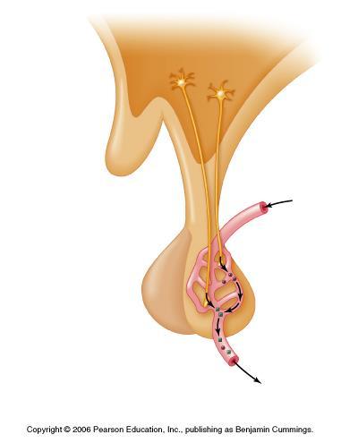 Układ podwzgórze- przysadka przedni płat przysadki (część gruczołowa) tylny płat przysadki (część nerwowa) neurony podwzgórza wydzielają hormony do krwi krew pobudzona