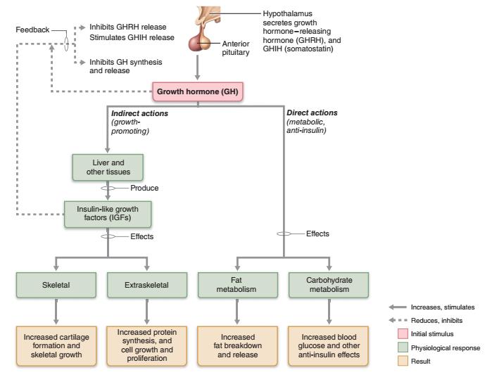 Hormon wzrostu (GH) hamuje GHRH stymuluje GHIH hamuje GH podwzgórze wydziela GHRH i GHIH (somatostatyna) przysadka hormon wzrostu (GH) działanie pośrednie (wzrost) działanie bezpośrednie