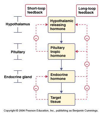 Układ sprzężeń zwrotnych Krótkiej, gdy tkanka docelowa wpływa na narząd wewnątrzwydzielniczy, który bezpośrednio reguluje jej