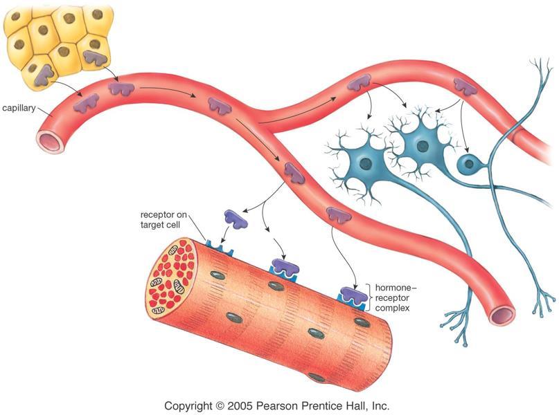 naczynie krwionośne receptor na