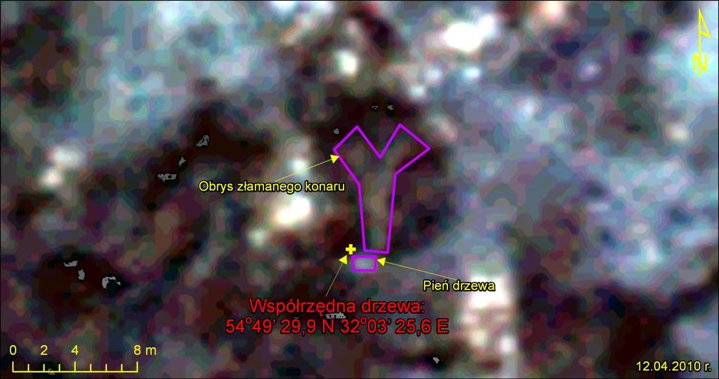 Zdjęcie z naniesionym obrysem drzewa oraz współrzędną z protokołu oględzin z 7 grudnia 2011 r. wykonane na scenie satelitarnej z 5 kwietnia 2010 roku.