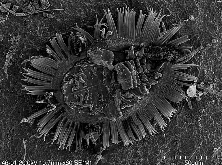 Mączliki (Hemiptera: Aleyrodidae) Ojcowskiego Parku Narodowego 21 Gatunek ten był wcześniej podawany z terenu OPN przez Szelęgiewicza (1979) z Doliny Sąspowskiej.