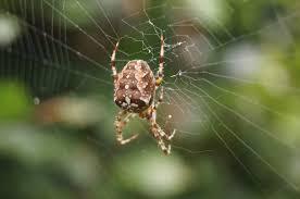 Przeczytaj i powiedz czego się dowiedziałeś/ dowiedziałaś o pająkach Pająk żywi się owadami. Zjada owady większe od niego i dlatego buduje pajęczyny. Pajęczyna jest zbudowana ze śliny.
