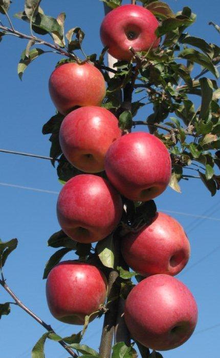 Drzewo: Wzrost średnio silny, owocuje przemiennie Owoce: Jabłoń PINK BRAEBURN (J-9805-03) Rodowód: BRAEBURN x PINOVA Dojrzałość zbiorcza koniec IX Dojrzałość konsumpcyjna XII III Wielkość średniej