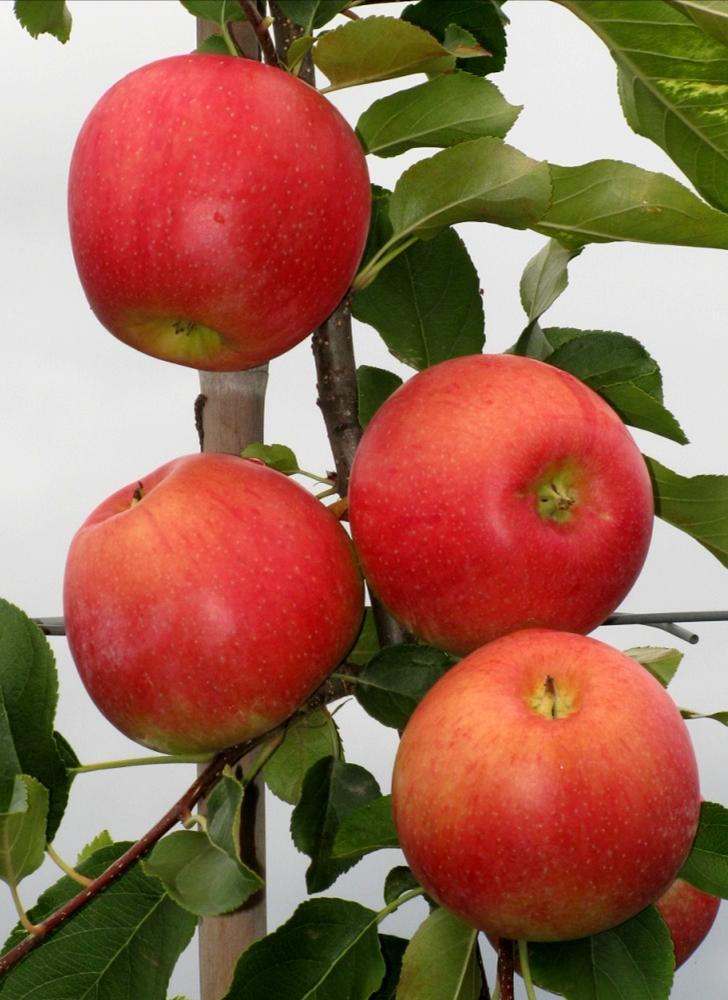 Drzewo: Wzrost słaby, owocuje corocznie Owoce: Jabłoń EARLY SZAMPION (J-2003-11) Rodowód: Gold Milenium x Szampion Dojrzałość zbiorcza koniec VIII Dojrzałość konsumpcyjna koniec VIII X Wielkość