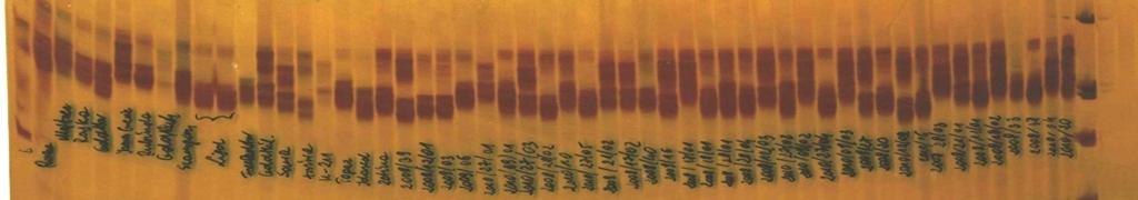 ANALIZY MOLEKULARNE - Zastosowanie markerów DNA