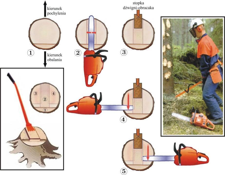 Rys.15 Technika ścinki i obalania drzewa lekko pochylonego w kierunku przeciwnym do kierunku obalania z zastosowaniem pilarki i dźwigni-obracaka.