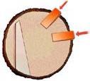 Jeśli mursz występuje w środku (na co wskazuje barwa trocin), kliny należy umieszczać w strefie drewna zdrowego,