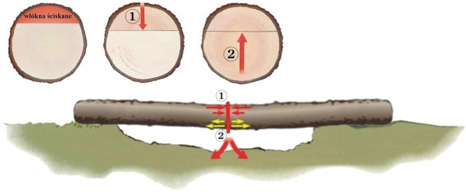 b) technika przerzynki drewna o średnicy
