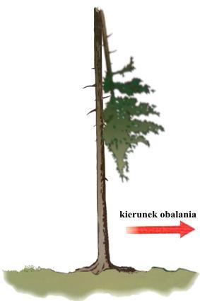 b) drzewa ze wspierającymi się na ziemi lub innych drzewach złamanymi wierzchołkami należy obalać w kierunku prostopadłym do kierunku złamanego wierzchołka, a przy tym drwal podczas ścinki powinien