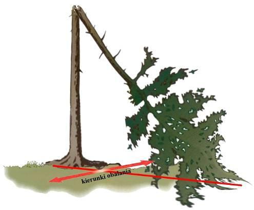 54); c) w terenach górskich drzewa stojące ze złamanymi, odpadniętymi wierzchołkami można obalać w górę stoku, jeżeli nie zagraża to zsunięciem się drzewa po jego ścince (rys.
