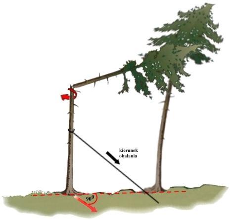 pkt.5-7. 3. Drzewo należy obalać w kierunku prostopadłym do kierunku wytyczonego przez złamaną część strzały.
