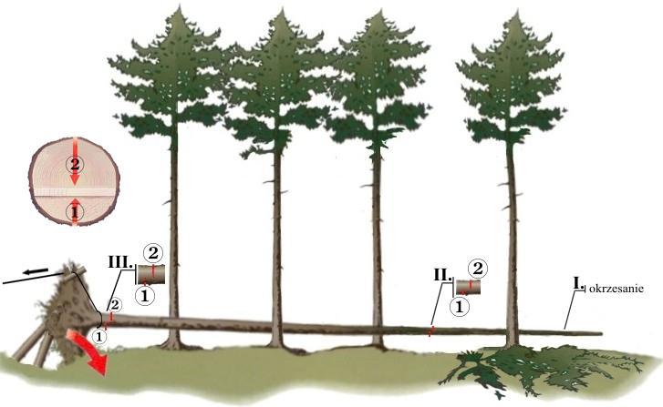Rys.61 Kolejność i przesunięcie rzazów przy cięciu drewna o mniejszych naprężeniach przy strzałach nie podpartych włókna ściskane znajdują się po dolnej