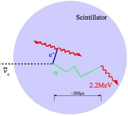 Daya Bay Antineutrino Detection ν e + p e + + n 0.3 b + p D + γ (2.