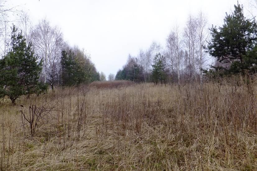 Paruszowiec Fot.