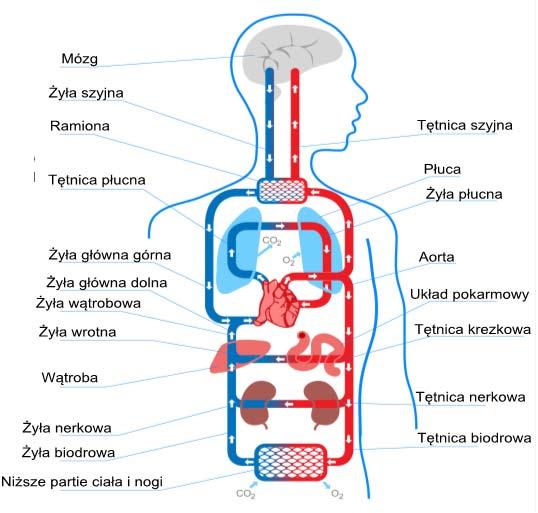 Zwyle można wziąć pod uwagę niewielą liczbę ładowych głównych żeby przenieść prawie taą amą ilość informacji, ja ta, tóra mieści ię w dużej liczbie ładowych oryginalnego wetora danych źródłowych.