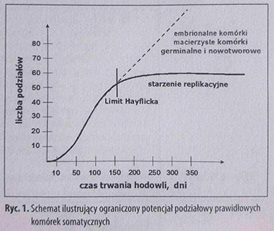 Stres oksydacyjny, a starzenie zależne od zmian długości telomerów Liczne badania i obserwacje definitywnie wskazują, że poza problemem końca replikacji, postępująca destrukcja telomerowego DNA, może