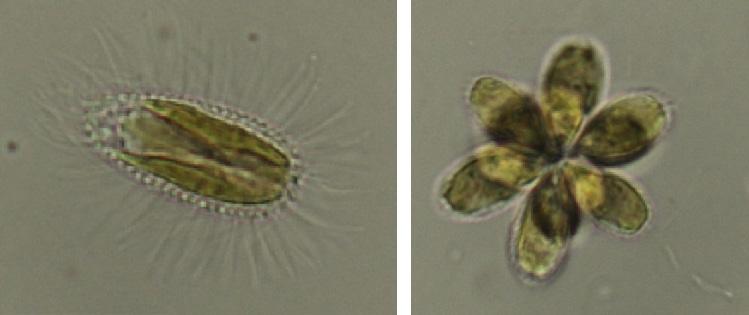 petersenii Korshikov (SEM). Skala dla LM (Ryc. 2, 4) = 10 μm. Tablica pochodzi z pracy Piątek 2007 (za zgodą wydawcy) Figs 1 6.