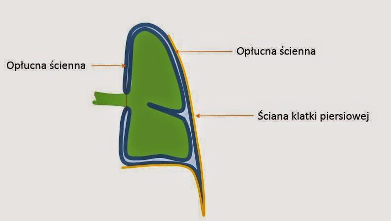 Opłucna i jama opłucnej Opłucna stanowi zamknięty worek błony surowiczej (osobny dla każdego płuca), w którym znajduje się niewielka ilość surowiczego płynu.