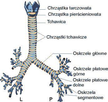 Oskrzela i oskrzeliki W miejscu podziału tchawicy powstają dwa oskrzele główne, mniej więcej na poziomie Th5. Oskrzele prawe - szersze, krótsze i ustawione bardziej pionowo niż lewe.