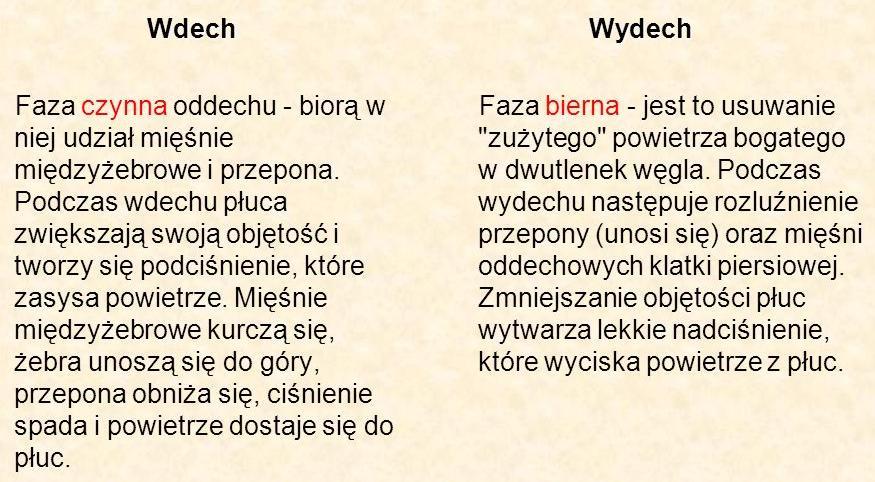 Cykl oddechowy Przeciętna