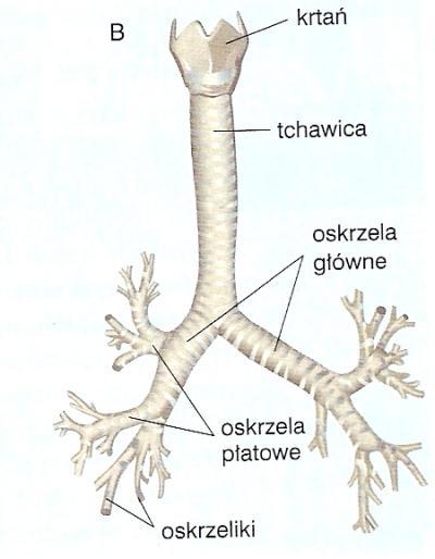 Tchawica Tchawica, będąca przedłużeniem krtani, ma długość 10-11 cm, rozciąga się w dół do około