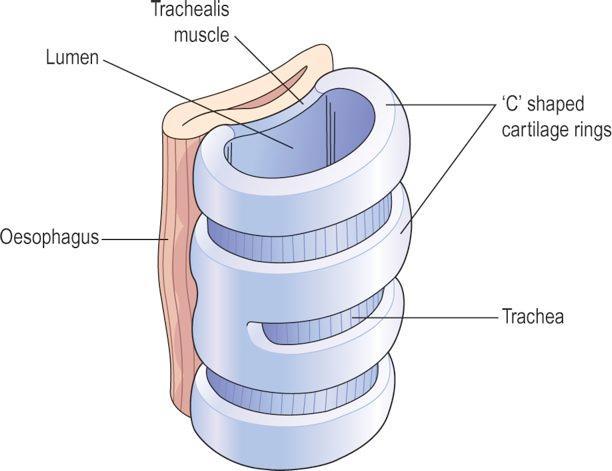 Intubacja