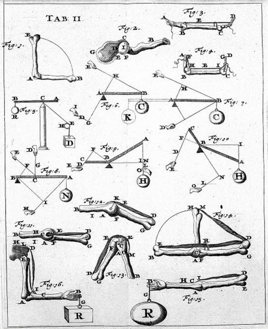 Biomechanika Podstawowe pojęcia Biomechaniki