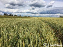 https://www. Odmiana Arkadia to pszenica na słabe gleby. Źródło: agrofoto.