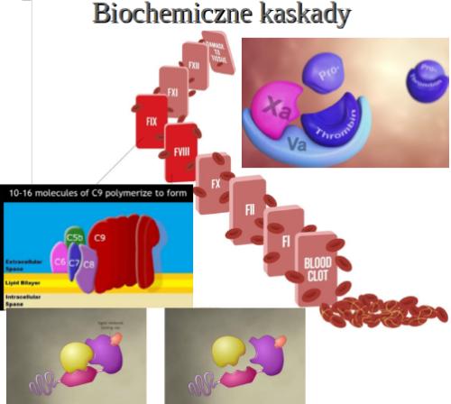 Mit hipotezy doboru krewniaczego Dobór krewniaczy, a nieredukowalna złożoność instynktów