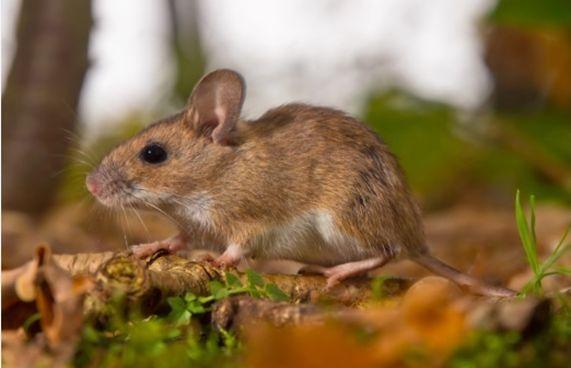 Pieniążek, praca doktorska (2017) myszarka leśna (Apodemus flavicollis)