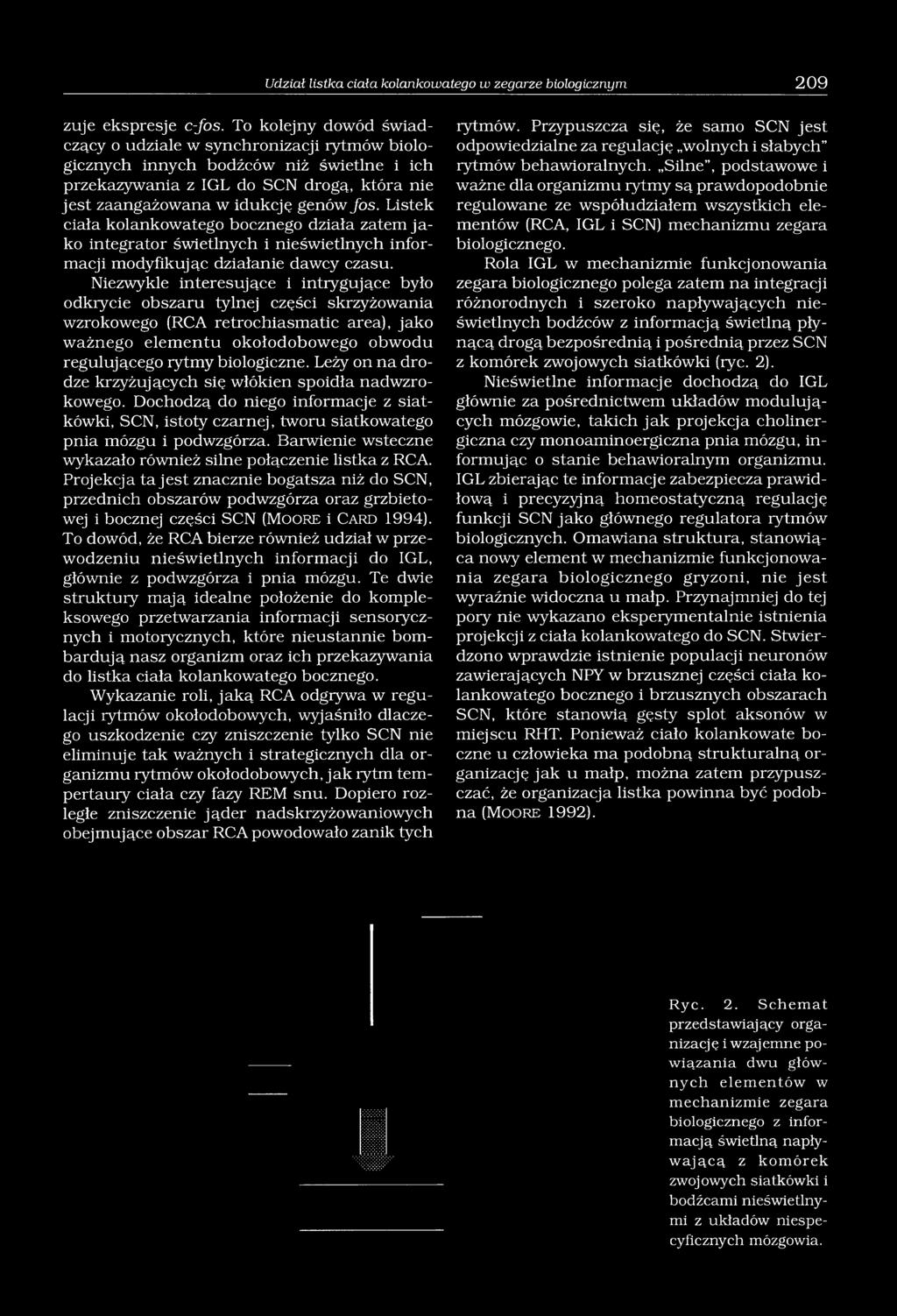 Listek ciała kolankowatego bocznego działa zatem ja ko integrator świetlnych i nieświetlnych informacji modyfikując działanie dawcy czasu.