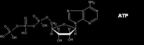 adenosine diphosphate). Aktywność T4 PNK wykorzystywana jest głównie w dwóch typach reakcji: reakcji podstawienia (ang. forward reaction) i reakcji wymiany (ang. exchange reaction) (Ryc. 2.4).